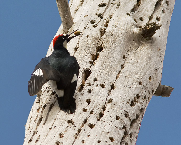 Acorn woodpeckers are a common sight along California's Pacific coast, but they've been a subject of which John's never quite been pleased with his photography. Getting this image required climbing a six-foot tall stump and balancing in place for nearly a half an hour!