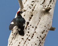 Acorn Woodpecker