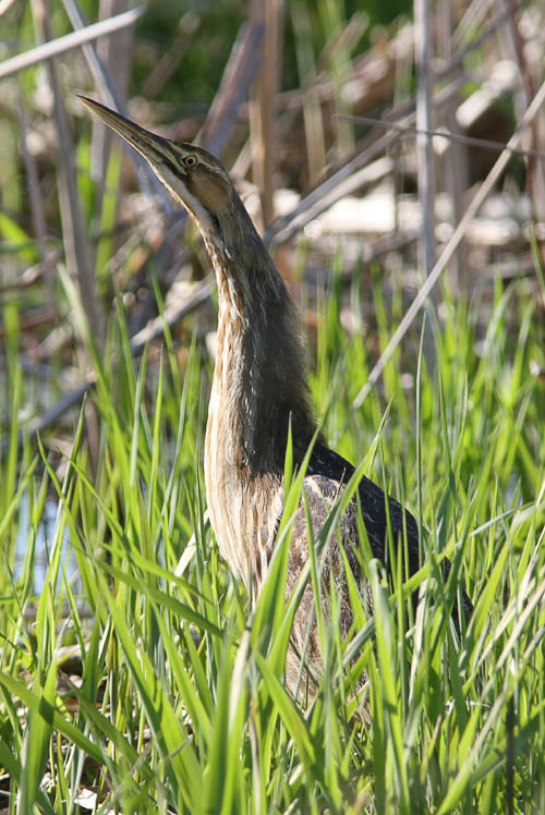 John thought he'd spotted the tail-end of an otter or some other small aquatic mammal disappearing into the reeds when Beth exclaimed, 'Check out the bittern!'  This reclusive heron had tricked John's normally-eagle eye but was quite an amazing sight.