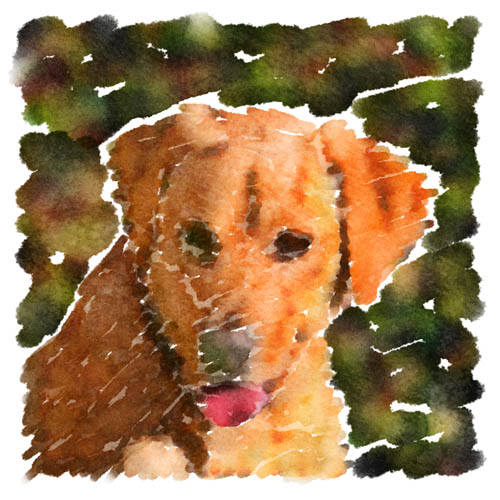 Lady Arwen, a Golden Retriever / Yellow Lab blend, makes for a nice subject in this watercolor rendering of a photo John took in her backyard.