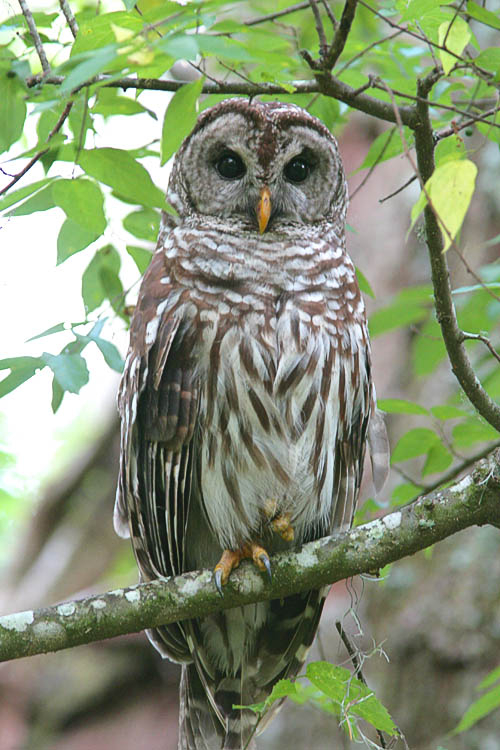 Walking the nature trail at Paynes Prairie near Gainesville, FL, John and Beth overheard the unmistakable call of 'Who-cooks-for-you? Who-cooks-for-you-all?' and knew a Barred Owl lurked somewhere nearby.  They expected the owl to be difficult to spot given the lush green foliage, but Beth found him only a few feet away right on the edge of the path!  In fact, the owl was so close by that John could barely fit him into the frame of his 420mm lens.