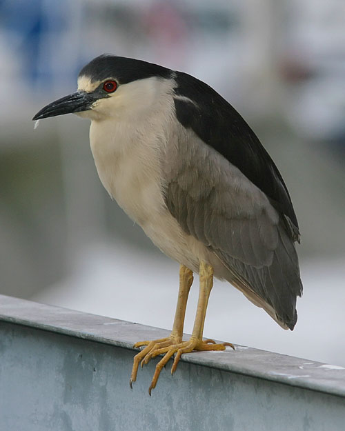 John saw this Black-crowned Night Heron just outside his hotel room on Mission Bay in San Diego.  The heron stood watch over the local harbor for several nights and mornings running, giving John several photo ops.