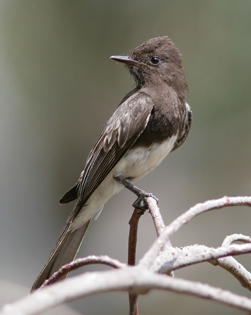John's visits to the west coast have given him several chances to see the Black Phoebe.  This one caught him by surprise when it landed on a nearby tree on the walking path around Batiquitos Lagoon in Carlsbad, CA, while John was focused on the antics of several Bushtits.