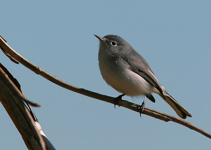 Over a Thanksgiving visit to Beth's family in Gainesville, FL, John stopped at Payne's Prairie State Preserve for a bit of birdwatching and spotted a pair of these gnatcatchers flitting about the grass and bushes near the boardwalk.  This one posed long enough for a few photos before darting off again in search of lunch.