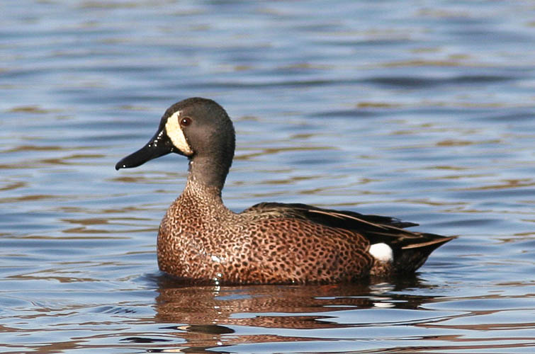 John heard several ducks feeding in the shallow waters just off the path at Huntley Meadows, and when he and Beth crept down for a closer look, they found this fine Blue-winged Teal drake and his mate.  A few days before, several birders had debated a distant spotting as being either teal or Ring-necked Ducks (the latter being the eventual correct identification)--but this time, they did see the elusive Blue-winged Teal.