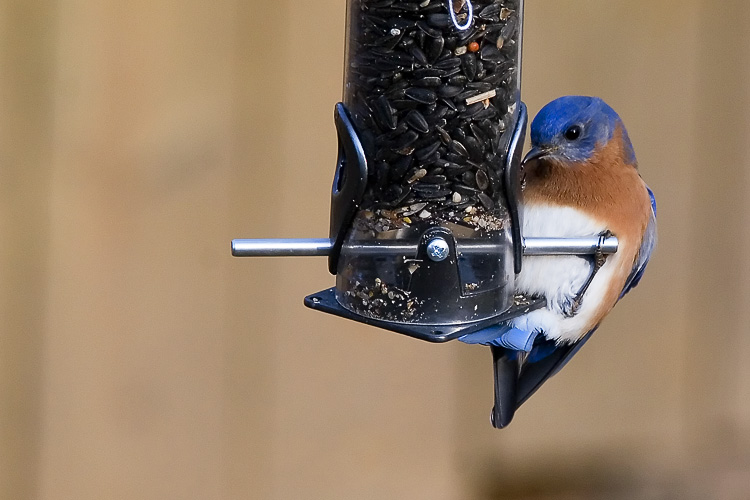 When we first discovered a pair of Eastern Bluebirds frequenting our yard, Beth and I were thrilled, and the pair proved very photogenic. Here, the male is acrobatically exploring a seed feeder; we later gave them a dish of mealworms for better pickings.