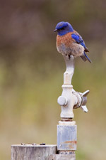 Western Bluebird