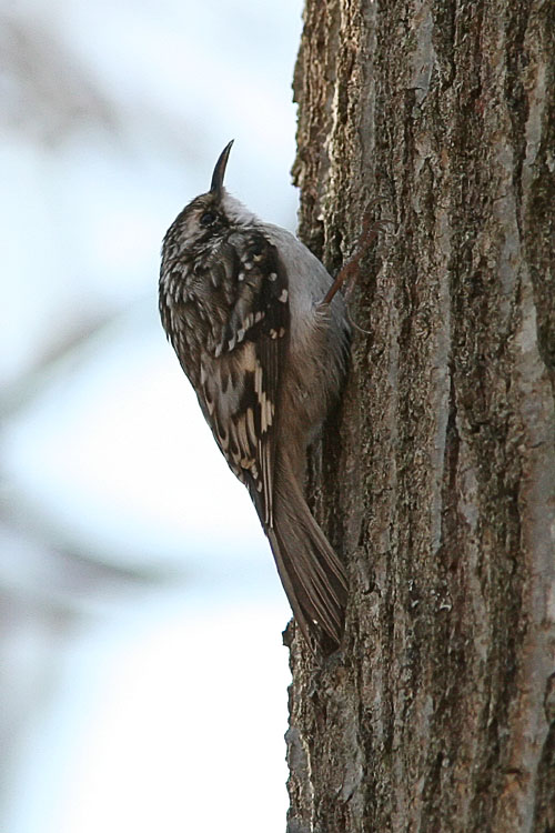 On an early-morning visit to Huntley Meadows, John spied this little chap scampering along the bark of a tree.  The Brown Creeper is an uncommon visitor to Huntley Meadows, and the spotting made John and Beth's morning.