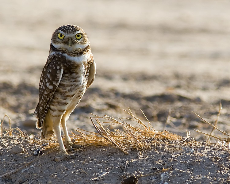 John spied this Burrowing Owl perched atop an irrigation dike in the Sonny Bono National Wildlife Refuge on the Salton Sea in California.