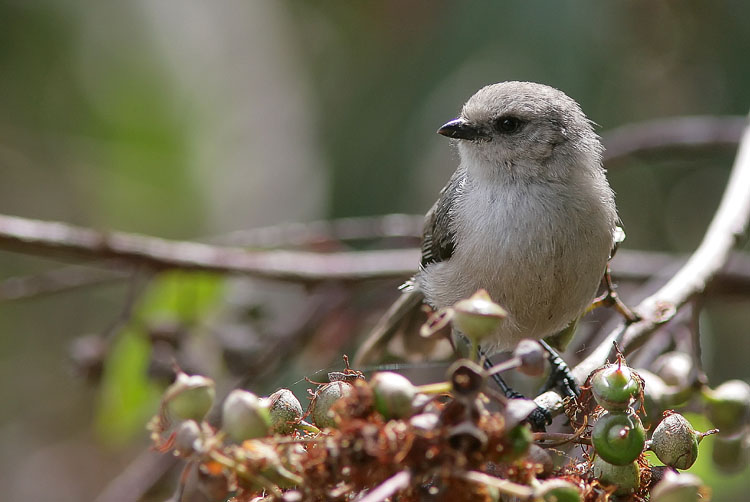 A large group of these cute little Bushtits flitted from tree to tree during John's late-afternoon walk along the trail at Batiquitos Lagoon.  Though this one lacked the brownish crown that so many of its fellows sported, Beth's friend Adam helped verify its identity in differentiating it from species like the California Gnatcatcher.