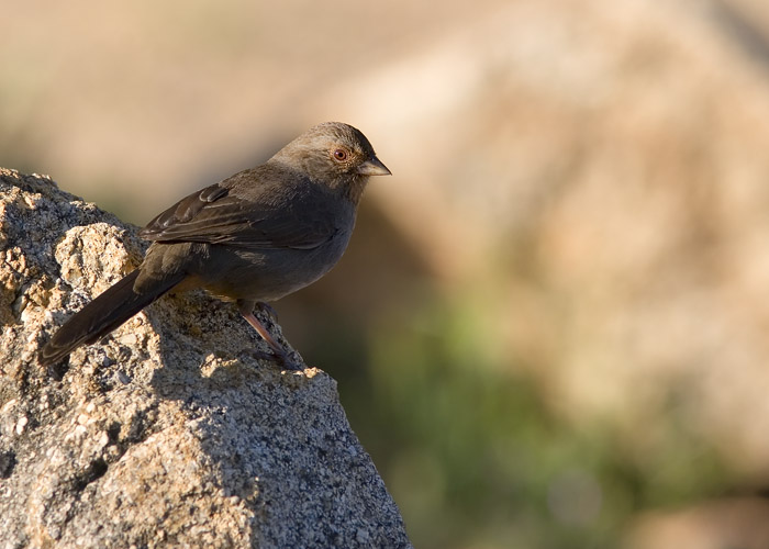 Several California Towhees flitted about the trees and rocks near the Inaja Memorial Nature Trail in the Palomar mountains east of San Diego when John stopped there on his way into the desert for a day of birding.  Spring was definitely in the air, as several perched atop rocks and solicited for mates.