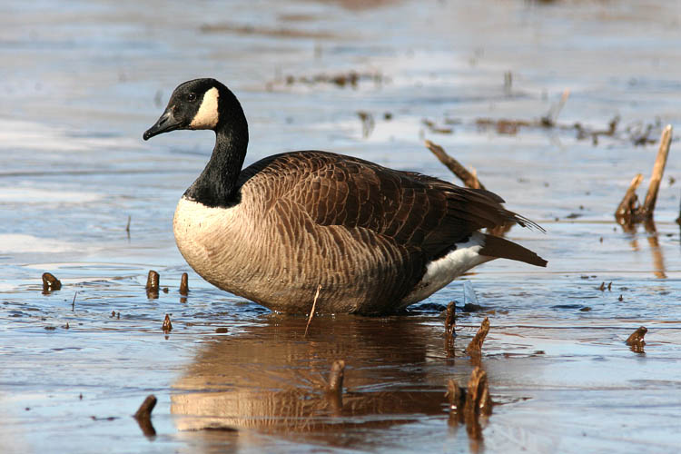 The early-morning sun really helps set off the Canada Goose's plumage as it wades across the shallow marsh at Huntley Meadows Park.