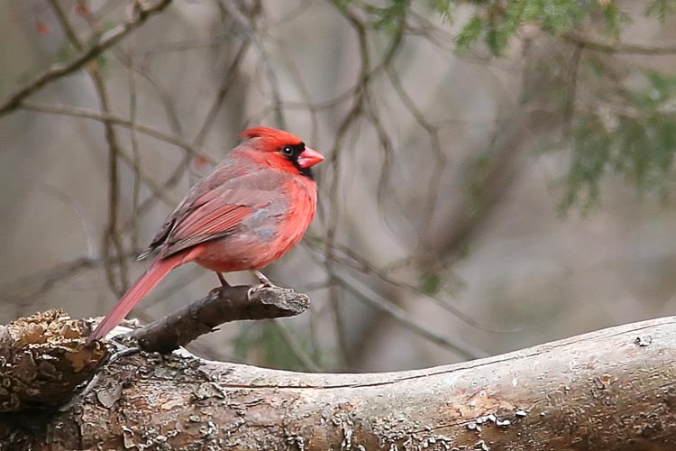 Though a fairly common bird, the Cardinal had proved an elusive subject for a decent photograph for John for some time, often appearing in the shade or behind several branches.  After a long (and productive) morning at Huntley Meadows, John captured this photo of the state bird just outside the visitor's center.