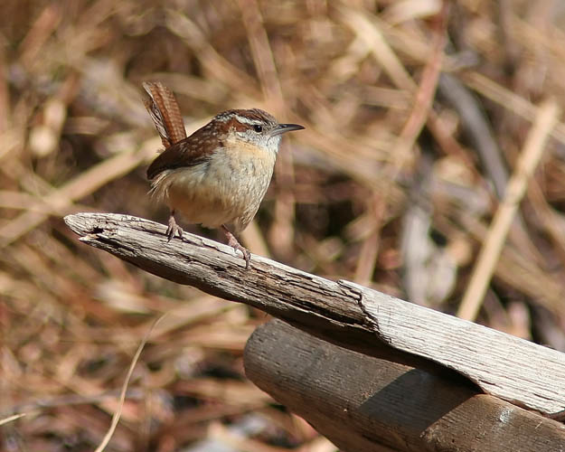 As John and Beth first started into the Occoquan Bay National Wildlife Refuge for a morning of birding, John stopped to observe this cute little Carolina Wren.