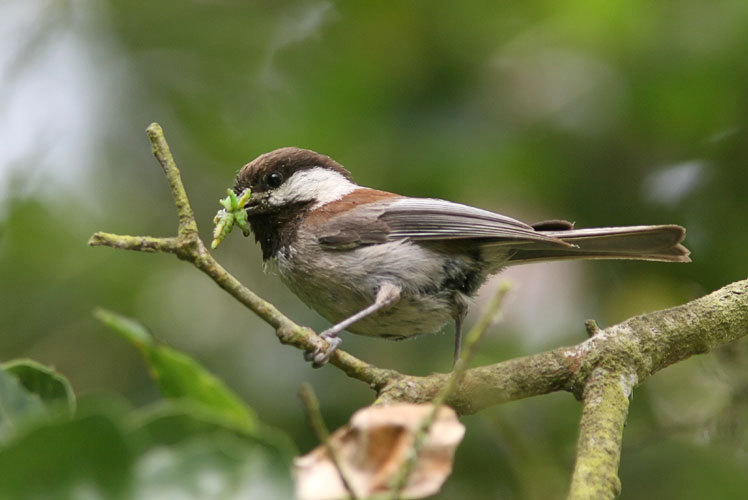 One of these little chickadees caught John's attention while he was searching for an elusive warbler in the trees.  The little fellow held onto his meal of caterpillars the entire time that he hopped from one branch to another, apparently warning John away from his nest.