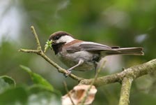 Chestnut-backed Chickadee