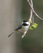 Carolina Chickadee