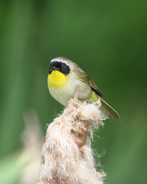 There's little 'common' about the Common Yellowthroat.  Several of this lovely little bird frequent the marshy brusy alongside the boardwalk at Huntley Meadows Park.