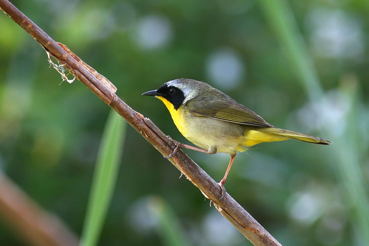 Though not perched in full song, this little Common Yellowthroat nonetheless makes for a beautiful springtime sight in the reeds and brush alongside the marshes at Huntley Meadows Park.