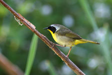 Common Yellowthroat