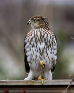 A young Cooper's Hawk enjoys his meal