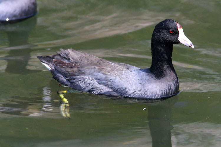 The American Coot is a strange bird indeed, with scaly toes lacking any duck-like webbing.  John saw this particular Coot in the waters off the boardwalk at the Barefoot Landing development in Myrtle Beach.
