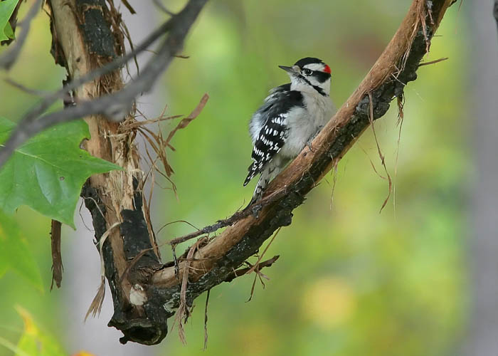 Growing up, John often heard woodpeckers at work and found trees bearing the fruits of their labors, yet he rarely caught a glimpse of them.  Now, woodpeckers seem to be one of the most common birds he and Beth see.  This male Downy Woodpecker is one of several that frequents their back yard feeder, and its bretheren are quite commonly seen during John and Beth's visits to Huntley Meadows and other parks.  The Downy is among the smallest woodpeckers John has seen, less than half the size of the Red-Bellied and much smaller than the Pileated.