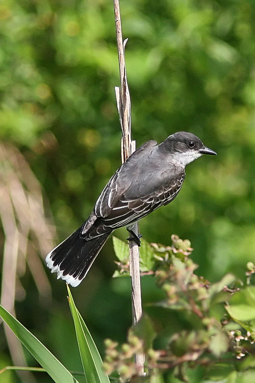 The Monday morning bird walks had reported the Eastern Kingbird for Huntley Meadows all throughout the spring, but Beth and John had themselves seen only phoebes before catching this nice-looking kingbird showing off his distinctively-marked flycatcher tail on a recent trip.