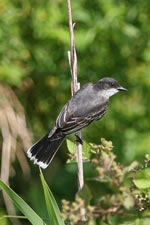 Eastern Kingbird