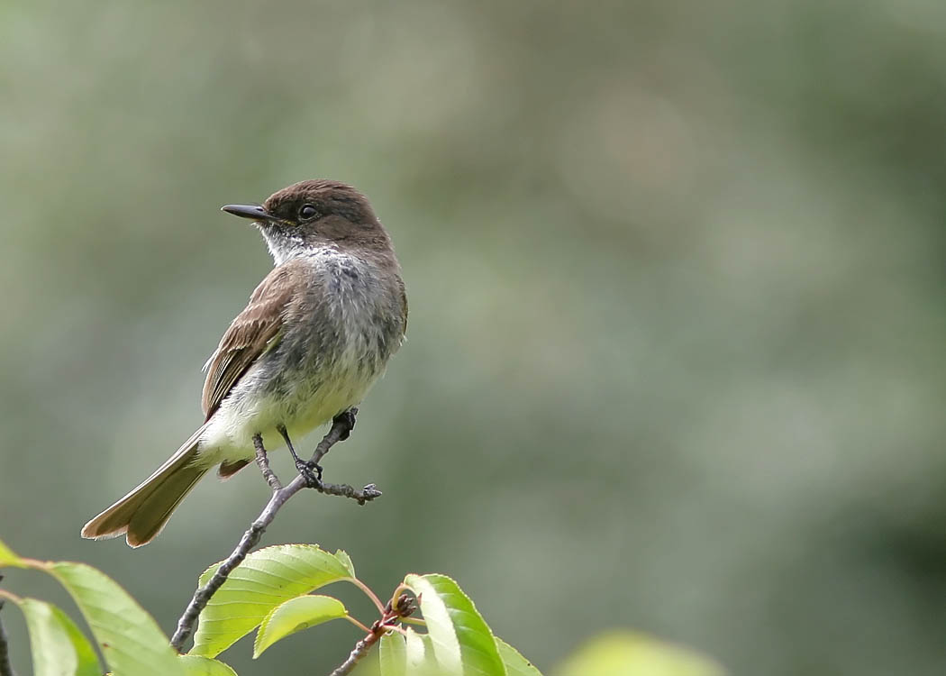 The distinctive call of 'fee-bee, fee-bee' led John right to this Eastern Phoebe alongside the drainage pond next to the Vienna Metro Station.