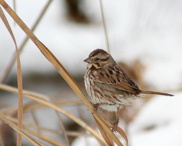 John took advantage of the ten inches of snowfall from a nor'easter that blew through the Washington area to go out and capture photos of several birds against the white backdrop of snow.  At Huntley Meadows in Fairfax County, VA, he photographed this Eastern Song Sparrow taking a break from forraging for food amidst the snow-covered grasses and wetlands.