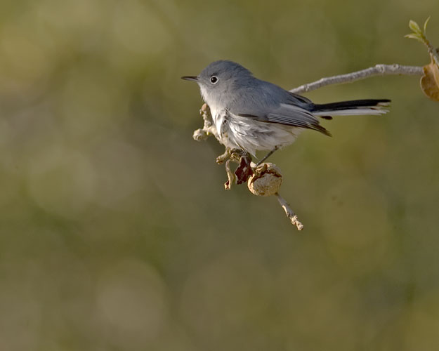 the creative works of john nolley ii bird photography the creative works of john nolley ii bird photography