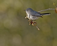 Blue-grey Gnatcatcher