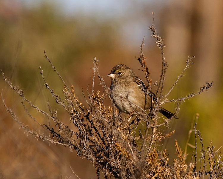 Though this little sparrow isn't in the easiest plumage to tell, it is indeed a Golden-crowned Sparrow, one of several John saw when making a brief visit to the Don Edwards National Wildlife Refuge in the San Francisco Bay area in late fall.