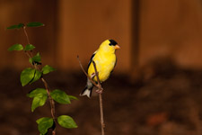 American Goldfinch