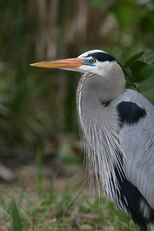 The birds of Fort De Soto Park are at times almost tame; this Great Blue Heron let John come so close that he couldn't fit the bird's whole body into his camera frame! Although only December, this particular heron was in full breeding plumage, showing striking blue marks on his face and sporting a pair of long plumes.