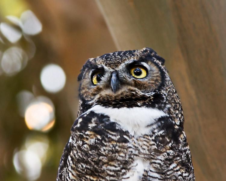 I tracked down this Great Horned Owl as dusk began to fall, following his loud hooting to a small stand of trees near some of the historic gun emplacements atop a ridge.  I ended up so close I couldn't take a full-body photo!