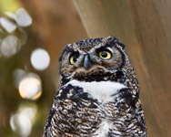Great Horned Owl Close-up