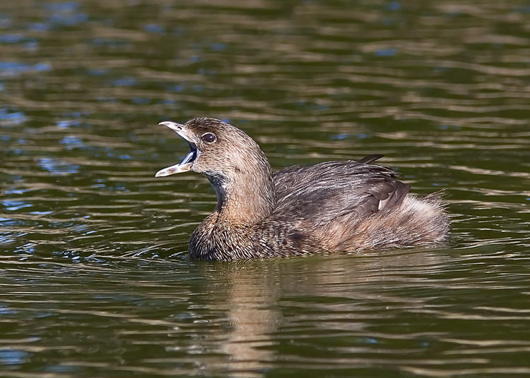 During a business trip to Monterey, CA, John saw the distinctive silhouettes of Pied-billed Grebes all along the waters of Lake El Estereo near his hotel, and on one afternoon, went out and photographed this young grebe preening in the late day sun.