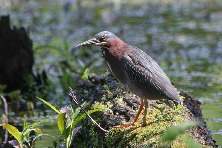 When John and Beth spied a lone Green Heron in a tree in Minnesota, they thought it quite the sight--until they returned to a Huntley Meadows seemingly overrun by the strange little birds.  On a recent trip, they spotted no less than seven of the small herons throughout the park.