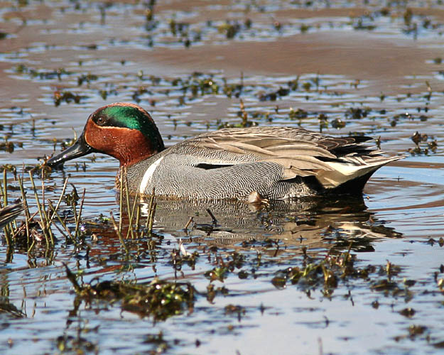 John crept up on this Green-winged teal and his mate on an early-morning bird walk at Huntley Meadows Park, replacing an earlier photo taken in much worse lighting.