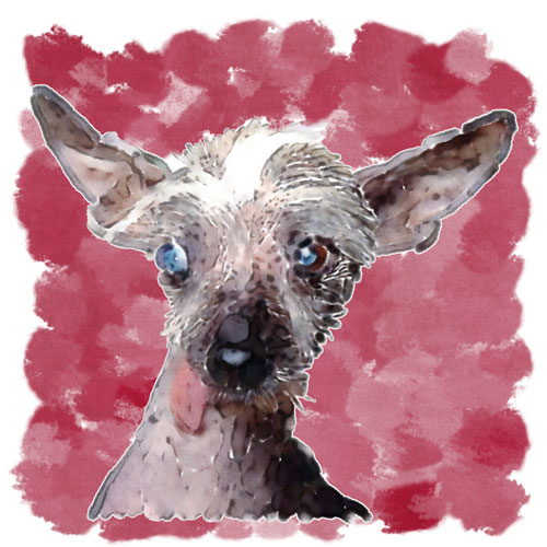 A friend commissioned this piece to commemorate Harry, the recently-passed companion of a good friend.  John worked hard to capture the texture of Harry's skin and wispy hair, which were distinctive features for the Chinese Crested.