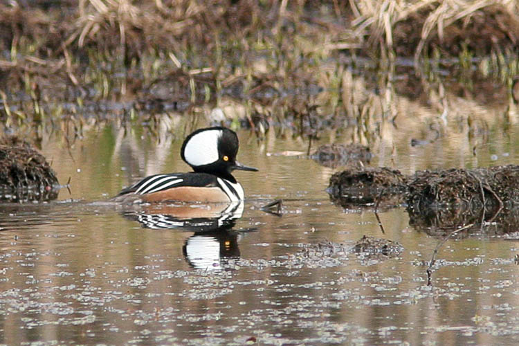 What a productive morning of birding! This fine Hooded Merganser alone made getting up at just past five in the morning well worth it.  All told, John and Beth spotted a handful of these beauties, including a mated pair, along with several other species they'd previously not encountered at Huntley Meadows Park.
