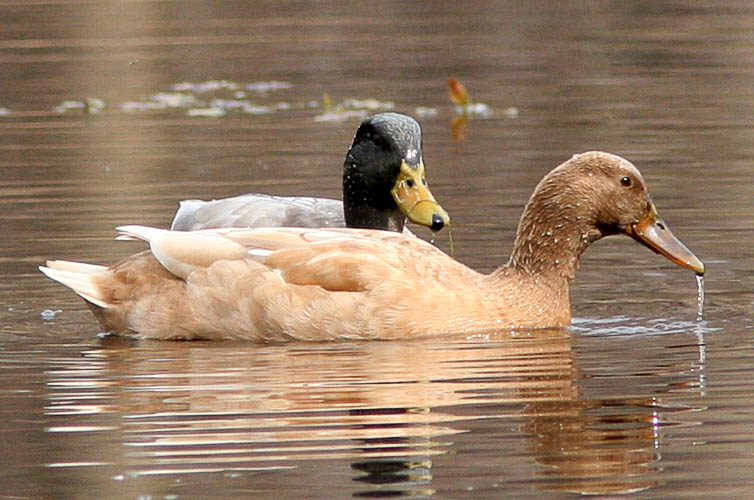 John and Beth spotted this unusual pair of ducks on a very early-morning trip to Huntley Meadows Park that yielded several excellent bird finds.  Their best guess is that these are hybridized Mallards; the drake in particular shows several clearly-Mallard features.  The female is likely a cross with a domestic duck of some sort, perhaps the common Pekin duck.  They do make for quite an unusual pair!