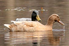 Hybrid Mallards