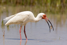 White Ibis