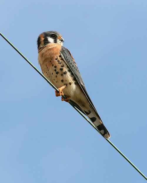 The American Kestrel is a small falcon often seen perched along power lines and fenceposts, spying out prey in the form of small songbirds and hapless furry mammals.  John saw this one at the end of an incredible day of birding at Fort De Soto near Tampa, Florida.