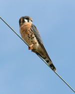 American Kestrel