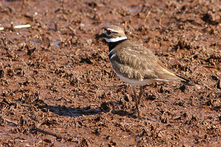 The Killdeer that John and Beth had spotted in Huntley Meadows the previous Sunday afternoon were still around for their early-morning bird walk, allowing John to get several excellent photographs showing their bright red eyes as they picked their way across the muddy ground.  A moment later, a pair of Mallards chased away this Killdeer and its companion--greedy ducks!