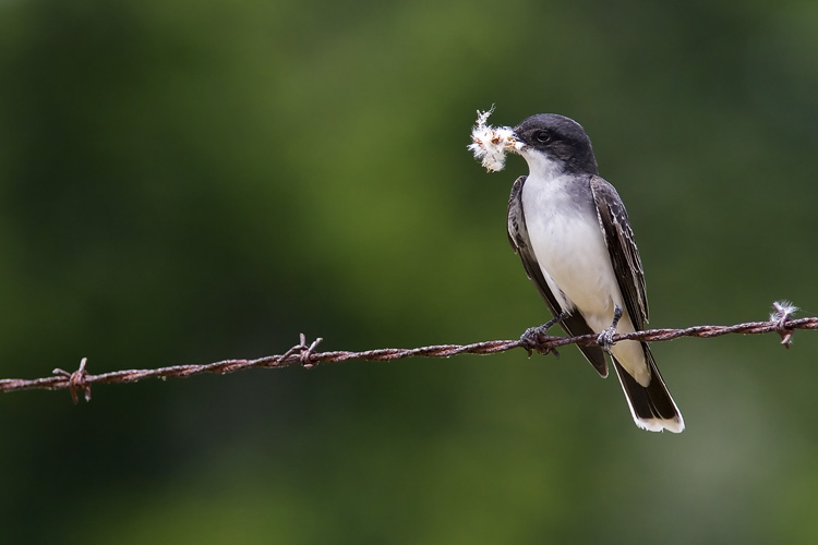 On his way to visit his aunt Martha in rural Virginia, John spied this Eastern Kingbird collecting nesting material atop a barbed wire fence.